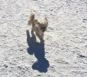 Snow - dog 1