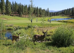 Deer are frequently part of the scenery at Grizzly Ranch Golf Club.