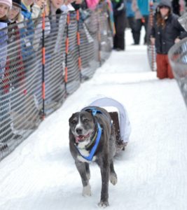Dogs of all shapes and sizes competed in this entertaining, timed dog pull race last week at Tahoe Donner.