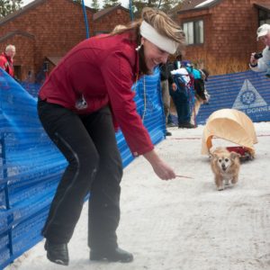 The dog racing is part of Tahoe Donner's  SnowFest 2015, scheduled for Sunday, March 8.