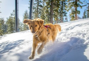 Ruckus. She is trained to find humans who have been buried in an avalanche. Ruckus will respond with her handler to such emergencies on the Northstar property and will assist when called upon for backcountry rescues. 