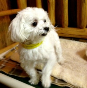 Both large and small dogs, like Madison the Maltese, are welcome at Tahoe-Truckee Pet Lodge.