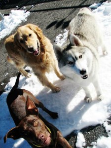 At the Truckee-Tahoe Pet Lodge, one of the perks is daily group playtimes in their safe, monitored outdoor play yards, which are a great way to help your pet get acclimated and enjoy this temporary home away from home. 