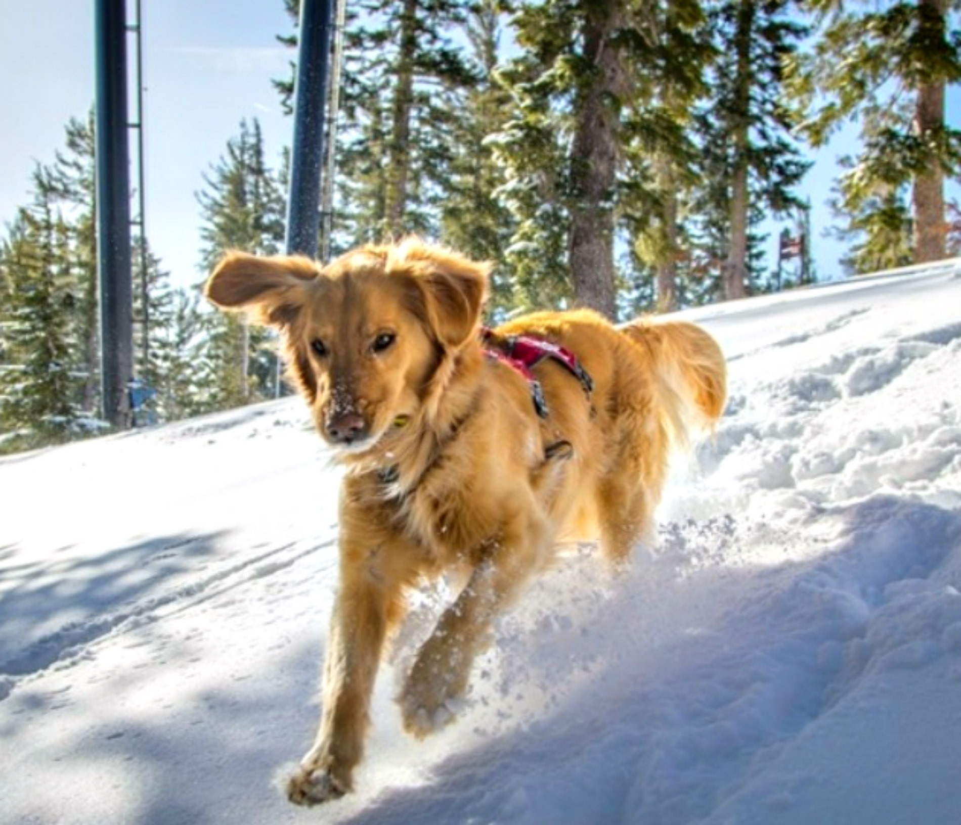 Rescue dogs a lost skier’s best friend